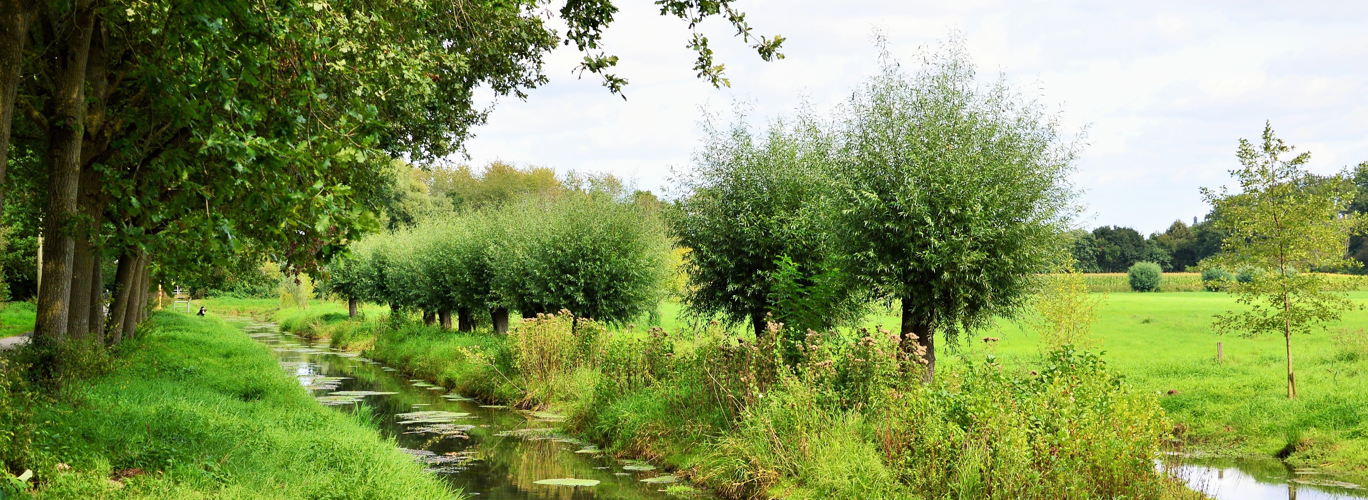 Foto einer Grünanlage mit Gewässer