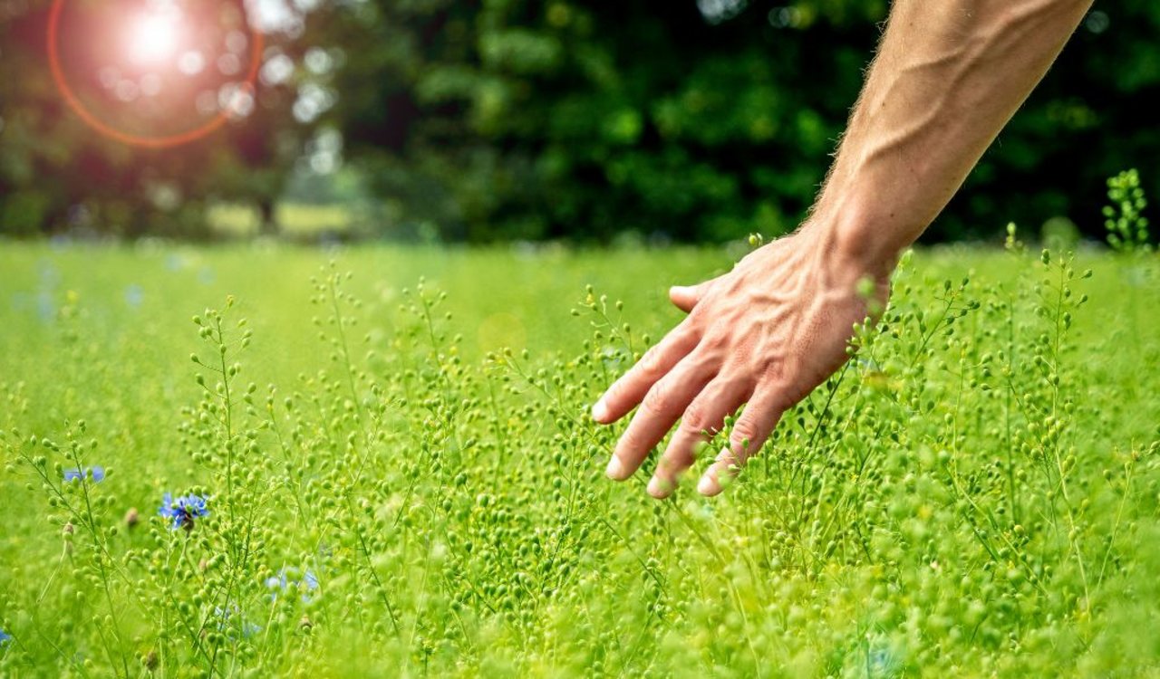 Eine Hand streicht durch eine grüne Wiese