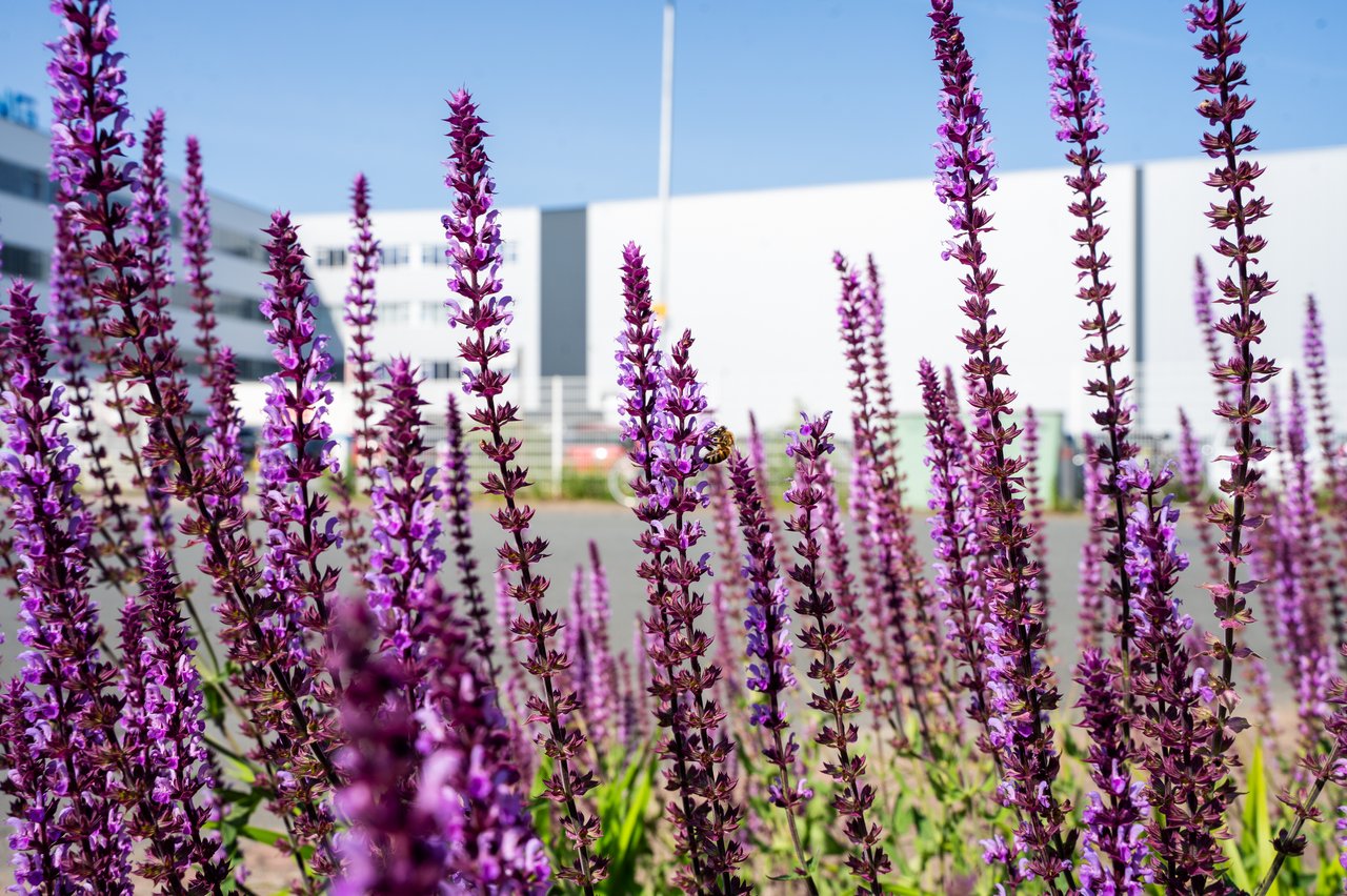 Foto von lila Stauden