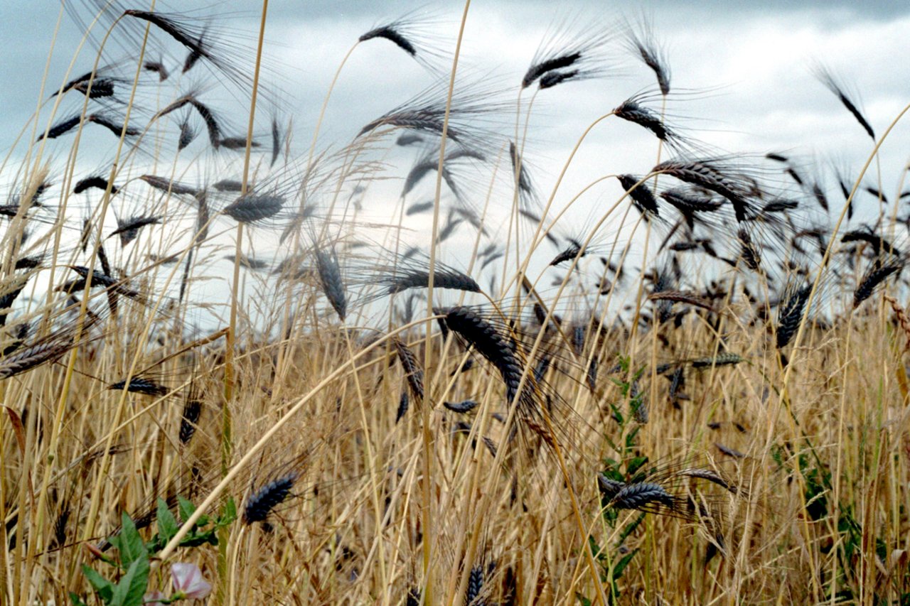 Winteremmer auf einem Feld